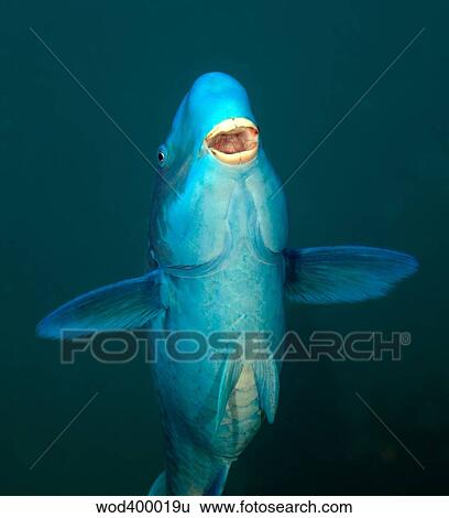 A Blue Parrotfish in the Atlantic Ocean off the coast of Key Largo, Florida. View Large Photo Image Stock Photograph - A Blue Parrotfish in the Atlantic Ocean off the coast of Key Largo, Florida.. Fotosearch