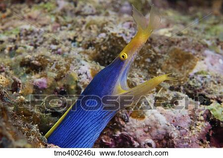 A blue ribbon eel displays its open mouth to the photographer, Fiji. View Large Photo Image Stock Photograph - A blue ribbon eel displays its open mouth to the photographer, Fiji.. Fotosearch