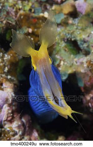 A blue ribbon eel displays its open mouth to the photographer, Fiji. View Large Photo Image Stock Photograph - A blue ribbon eel displays its open mouth to the photographer, Fiji.. Fotosearch