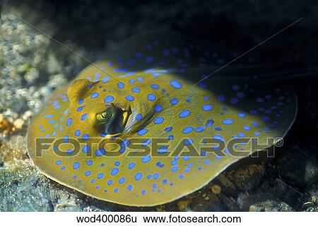 A Blue Spotted Lagoon Fantail Ray, Papua New Guinea. View Large Photo Image Stock Photograph - A Blue Spotted Lagoon Fantail Ray, Papua New Guinea.. Fotosearch