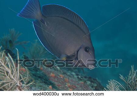 A Blue Tang Surgeonfish, Key Largo, Florida. View Large Photo Image Stock Photograph - A Blue Tang Surgeonfish, Key Largo, Florida.. Fotosearch