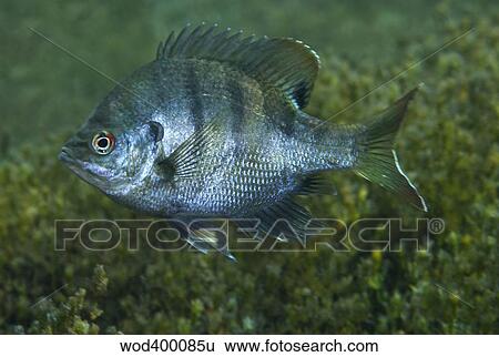 A Bluegill freshwater fish in Morrison Springs, Florida. View Large Photo Image Stock Photograph - A Bluegill freshwater fish in Morrison Springs, Florida.. Fotosearch