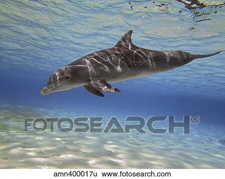 A bottlenose dolphin swimming the Barrier Reef, Grand Cayman. View Large Photo Image Stock Photograph - A bottlenose dolphin swimming the Barrier Reef, Grand Cayman.. Fotosearch