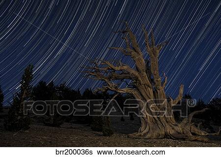 Stock Photograph - A bristlecone pine tree sits against a path of star tails, California.. Fotosearch