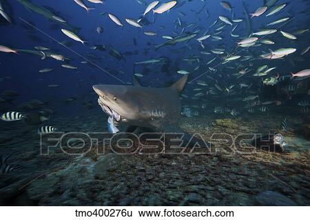 A bull shark picks up a large tuna head off of the reef floor, Fiji. View Large Photo Image Stock Photograph - A bull shark picks up a large tuna head off of the reef floor, Fiji.. Fotosearch