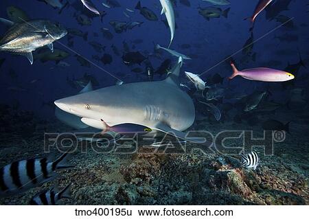 Stock Photograph - A bull shark turns sharply to avoid the photographer, Fiji.. Fotosearch