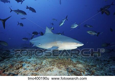 A bull shark with accompanying remora and schooling giant trevally, Fiji. View Large Photo Image Stock Photograph - A bull shark with accompanying remora and schooling giant trevally, Fiji.. Fotosearch