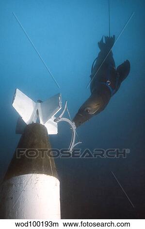 A California sea lion attaches a device onto a mock ASROC missile underwater. View Large Photo Image Picture - A California sea lion attaches a device onto a mock ASROC missile underwater.. Fotosearch