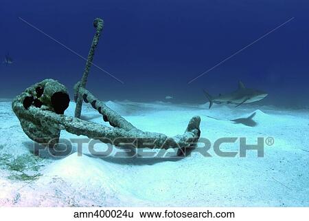 A Caribbean reef shark swims by the anchor at Treasure Wreck. View Large Photo Image Stock Photograph - A Caribbean reef shark swims by the anchor at Treasure Wreck.. Fotosearch