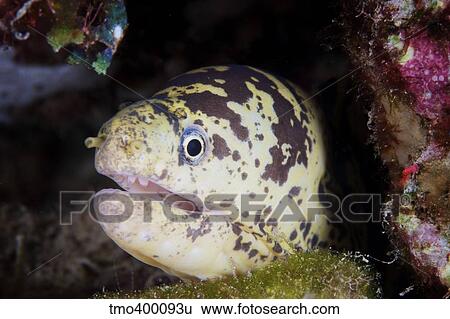 A chain moray eel peers out of its hole. View Large Photo Image Stock Photograph - A chain moray eel peers out of its hole.. Fotosearch