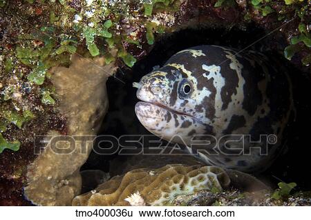 A chain moray eel peers out of its hole, Bonaire, Caribbean Netherlands. View Large Photo Image Stock Photograph - A chain moray eel peers out of its hole, Bonaire, Caribbean Netherlands.. Fotosearch