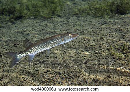 A Chain Pickerel wimming the river bottom. View Large Photo Image Stock Photograph - A Chain Pickerel wimming the river bottom.. Fotosearch