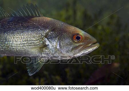 A close-up view of an adolescent Florida Largemouth Bass. View Large Photo Image Stock Photograph - A close-up view of an adolescent Florida Largemouth Bass.. Fotosearch