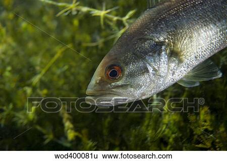 Stock Photograph - A close-up view of an adolescent Florida Largemouth Bass.. Fotosearch