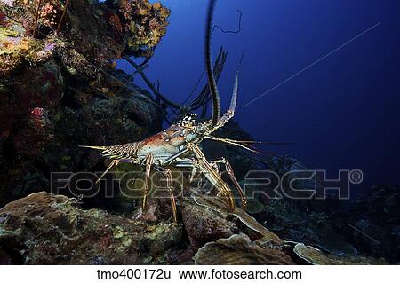 A common spiny lobster backs his way into the protection of the reef. View Large Photo Image Stock Photograph - A common spiny lobster backs his way into the protection of the reef.. Fotosearch