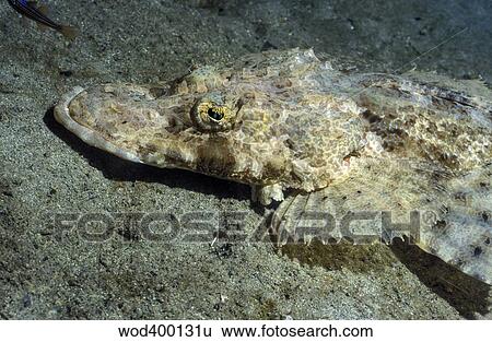 A Crocodilefish lies motionless on the sandy bottom, Papua New Guinea. View Large Photo Image Stock Photograph - A Crocodilefish lies motionless on the sandy bottom, Papua New Guinea.. Fotosearch