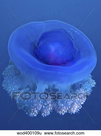 A Crown Jellyfish gently floating off the coast of Fiji. View Large Photo Image Stock Photograph - A Crown Jellyfish gently floating off the coast of Fiji.. Fotosearch