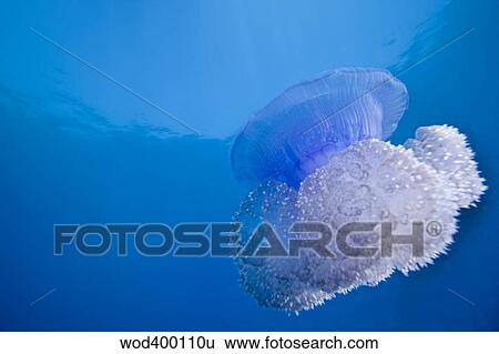 A Crown Jellyfish gently floating off the coast of Fiji. View Large Photo Image Stock Photograph - A Crown Jellyfish gently floating off the coast of Fiji.. Fotosearch