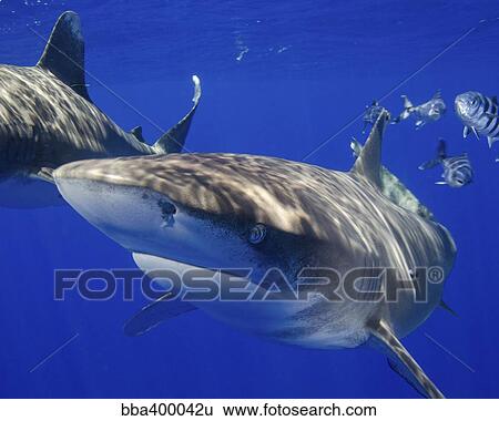 A Curieux Oceanique Whitetip Requin Chat Ile Bahamas Banque De Photographies au Fotosearch