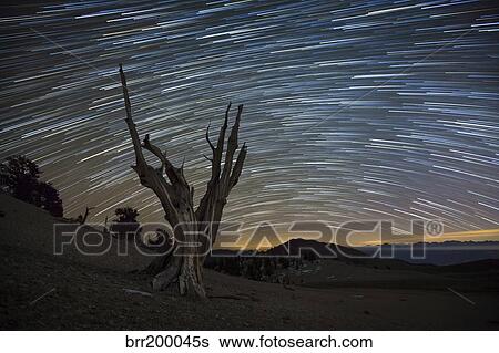 Stock Photograph - A dead bristlecone pine tree against a backdrop of star trails.. Fotosearch