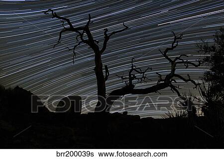 A dead Pinyon pine tree and star trails, Joshua Tree National Park, California. View Large Photo Image Stock Photograph - A dead Pinyon pine tree and star trails, Joshua Tree National Park, California.. Fotosearch