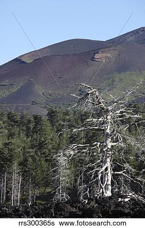 A dead tree amongst the volcanic landscape of Mount Etna. View Large Photo Image Stock Photograph - A dead tree amongst the volcanic landscape of Mount Etna.. Fotosearch