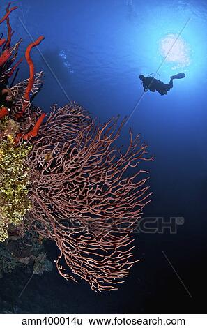 A diver approaches a beautiful gorgonian sea fan, Cayman Islands. View Large Photo Image Stock Photograph - A diver approaches a beautiful gorgonian sea fan, Cayman Islands.. Fotosearch