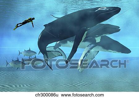 A diver swims with a group of Humpback Whales and tuna. View Large Illustration Stock Illustration - A diver swims with a group of Humpback Whales and tuna.. Fotosearch