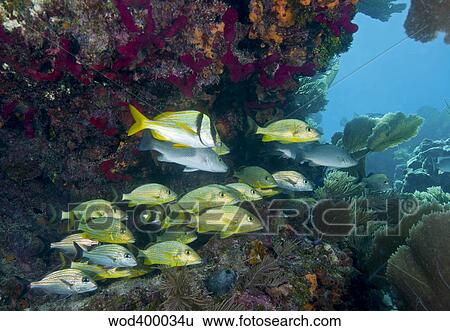 A diversity of grunt fish under a colorful coral reef, Key Largo, Florida. View Large Photo Image Stock Photograph - A diversity of grunt fish under a colorful coral reef, Key Largo, Florida.. Fotosearch