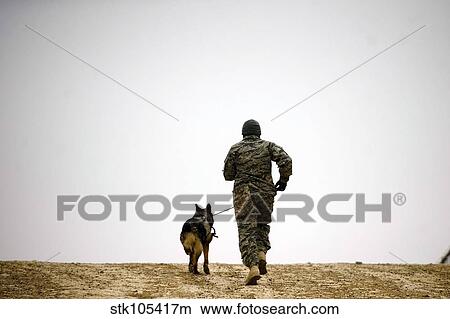 Picture - A dog handler and his military working dog take a brisk walk.. Fotosearch
