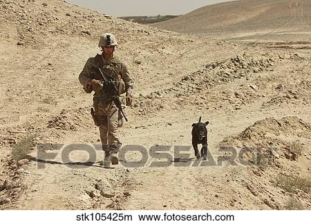 A dog handler walks with an explosives detection dog while on patrol. View Large Photo Image Picture - A dog handler walks with an explosives detection dog while on patrol.. Fotosearch