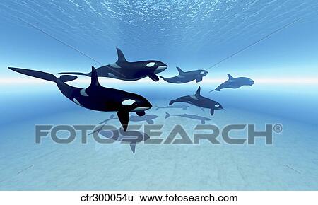 Stock Illustration - A family of killer whales search together for their next meal.. Fotosearch