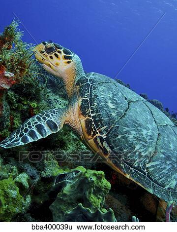 A feeding hawksbill sea turtle in Cozumel, Mexico. View Large Photo Image Stock Photograph - A feeding hawksbill sea turtle in Cozumel, Mexico.. Fotosearch