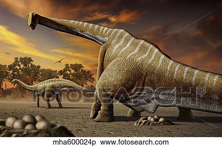 A female Apatosaurus laying her eggs in nest. View Large Illustration Stock Illustration - A female Apatosaurus laying her eggs in nest.. Fotosearch