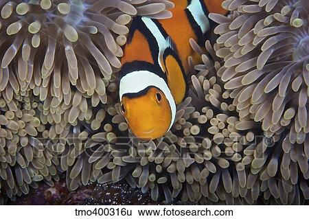 A female clownfish looks after her eggs at the edge of the host anemone, Papua New Guinea. View Large Photo Image Stock Photograph - A female clownfish looks after her eggs at the edge of the host anemone, Papua New Guinea.. Fotosearch