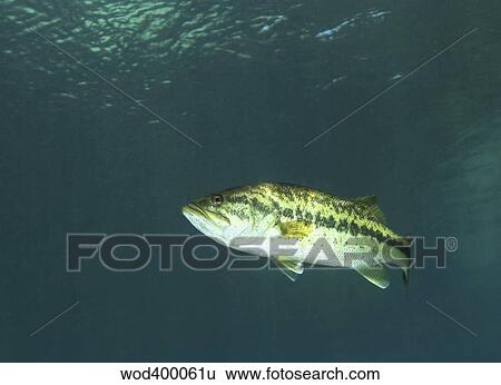 Stock Photograph - A Florida Largemouth Bass in the clear waters of Rainbow River, Florida.. Fotosearch