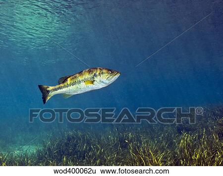 A Florida Largemouth Bass swims over the grassy river bottom. View Large Photo Image Stock Photograph - A Florida Largemouth Bass swims over the grassy river bottom.. Fotosearch