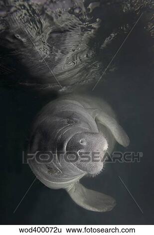 Stock Photograph - A Florida Manatee in the warm waters of Kings Bay, Florida.. Fotosearch
