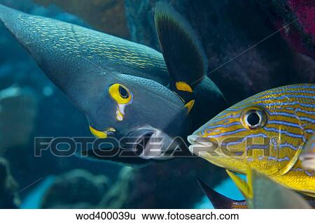 Stock Photograph - A French Angelfish swims up close to a Blue Striped Grunt.. Fotosearch