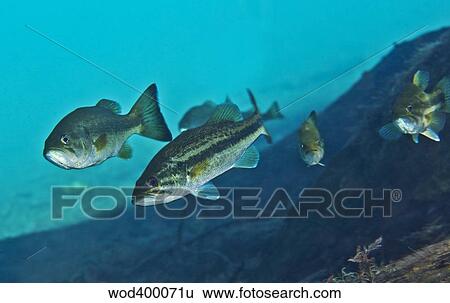 A gang of Largemouth Bass swimming upstream. View Large Photo Image Stock Photograph - A gang of Largemouth Bass swimming upstream.. Fotosearch