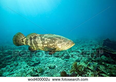 A Goliath Grouper effortlessly floats by a shipwreck off the coast Key Largo, Florida. View Large Photo Image Stock Photograph - A Goliath Grouper effortlessly floats by a shipwreck off the coast Key Largo, Florida.. Fotosearch