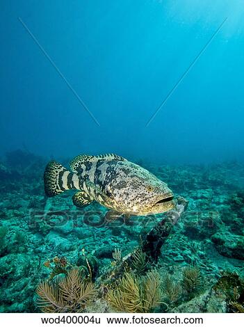 A Goliath Grouper effortlessly floats by a shipwreck off the coast Key Largo, Florida. View Large Photo Image Stock Photograph - A Goliath Grouper effortlessly floats by a shipwreck off the coast Key Largo, Florida.. Fotosearch