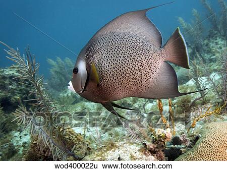 A Gray Angelfish in the shallow waters off the coast of Key Largo, Florida. View Large Photo Image Stock Photograph - A Gray Angelfish in the shallow waters off the coast of Key Largo, Florida.. Fotosearch