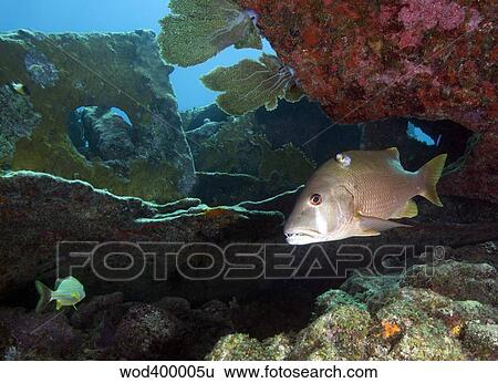 A Gray Snapper swims out from under the reef. View Large Photo Image Stock Photograph - A Gray Snapper swims out from under the reef.. Fotosearch