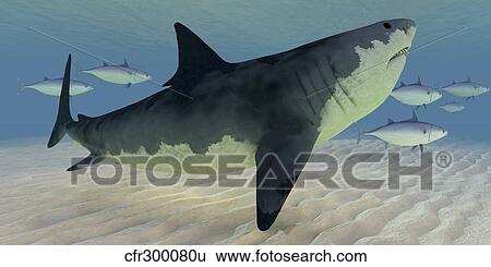 A Great White Shark amongst a school of bluefin tuna. View Large Illustration Stock Illustration - A Great White Shark amongst a school of bluefin tuna.. Fotosearch