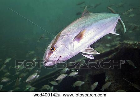 Stock Photograph - A Greater Amberjack swimming with a fishing hook and line caught in its mouth.. Fotosearch