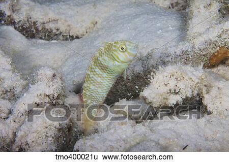 A green razorfish hovers over its hole, Bonaire, Caribbean Netherlands. View Large Photo Image Stock Photograph - A green razorfish hovers over its hole, Bonaire, Caribbean Netherlands.. Fotosearch