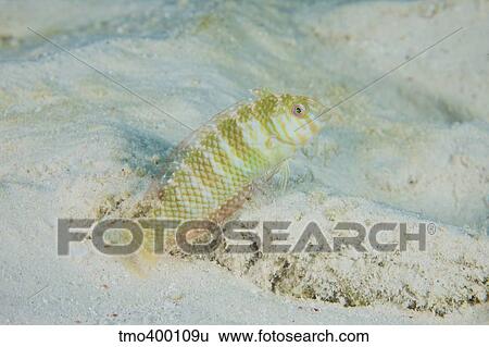 A green razorfish hovers over its hole, Bonaire, Caribbean Netherlands. View Large Photo Image Stock Photograph - A green razorfish hovers over its hole, Bonaire, Caribbean Netherlands.. Fotosearch
