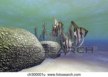 A group of angelfish swim near a rock full of coral incrustations. View Large Illustration Stock Illustration - A group of angelfish swim near a rock full of coral incrustations.. Fotosearch