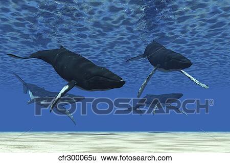 A group of humpback whales swim in ocean shallows. View Large Illustration Stock Illustration - A group of humpback whales swim in ocean shallows.. Fotosearch